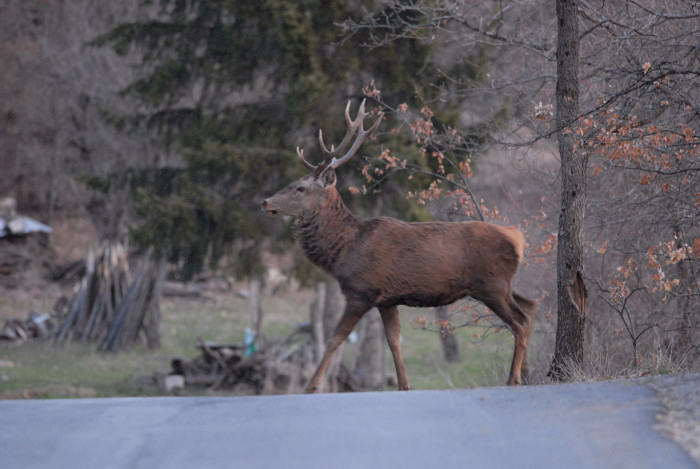 PASSIONE PER IL CERVO